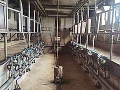 Bou-Matic Doppel 6 Fischgräte